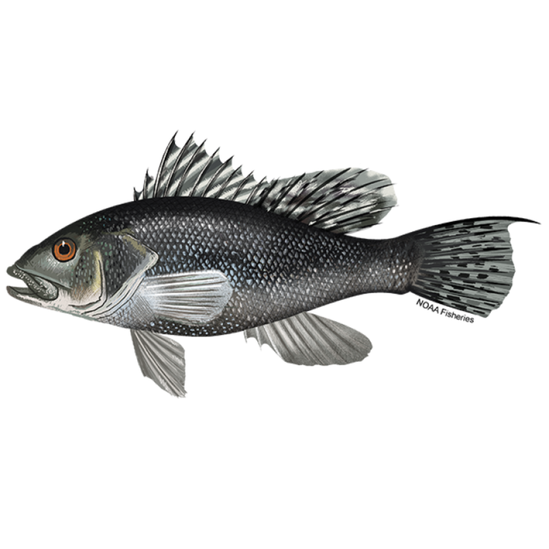 Know Your Local Species | Rhode Island Seafood Marketing Collaborative
