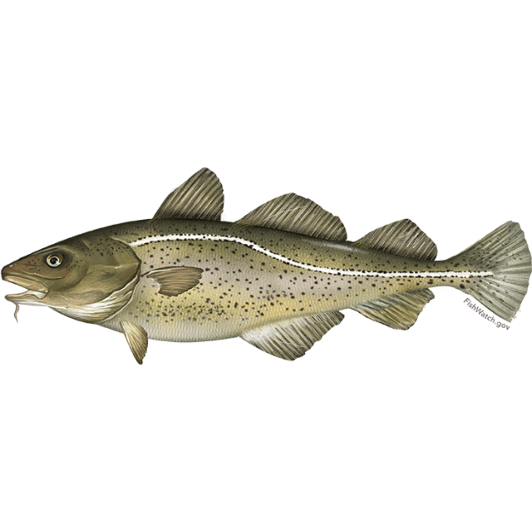 Gold Ribbon Cod Know Your Local Species | Rhode Island Seafood Marketing Collaborative