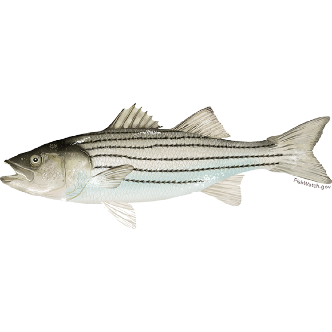 Know Your Local Species | Rhode Island Seafood Marketing Collaborative