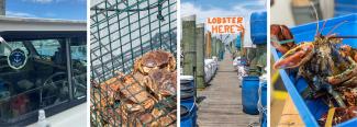 If it's fresh + local, it's on FishLine.  Rhode Island Seafood Marketing  Collaborative