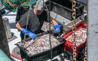 Commercial fisherman unloads a large tote filled with squid from fishing vessel