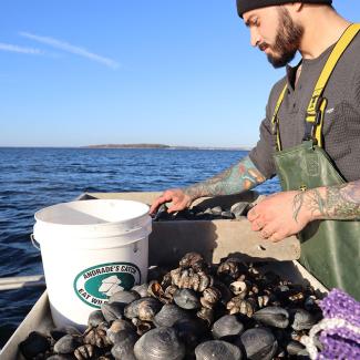 Davy sorting quahogs