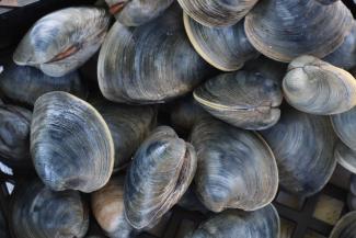 Pile of clams