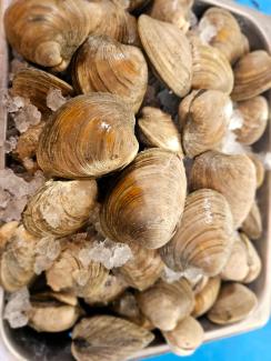 Littleneck clams from Richmond Market