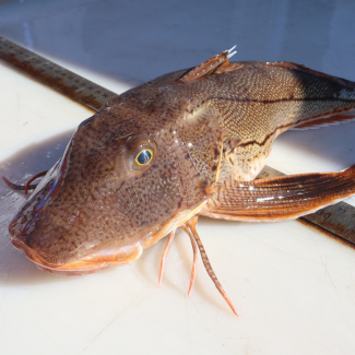 Sea Robin