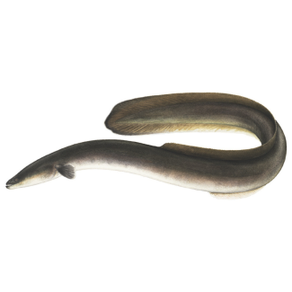American Eel