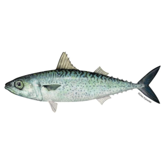 Chub Mackerel