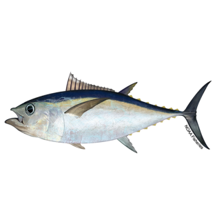 Bigeye