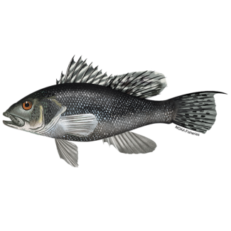 Black Sea Bass