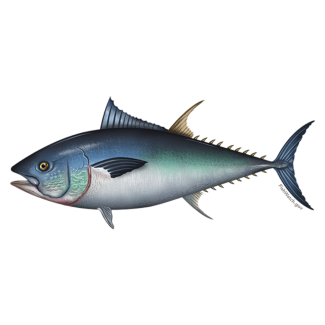 Bluefin