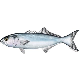 Bluefish