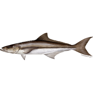 Cobia