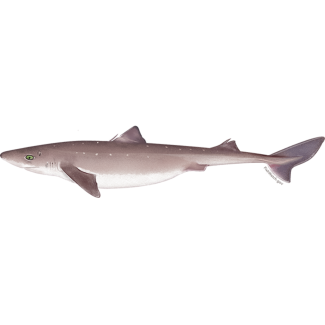 Spiny Dogfish