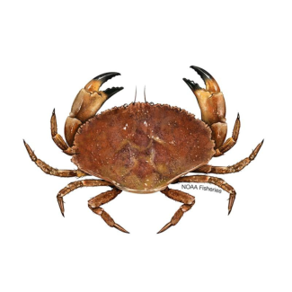 Jonah Crab