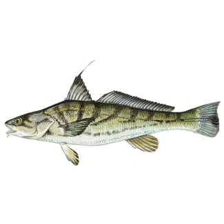 Kingfish