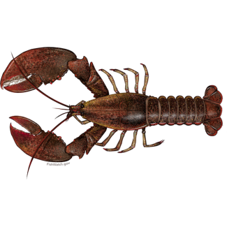 Lobster