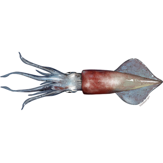 Longfin Squid