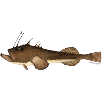 Monkfish