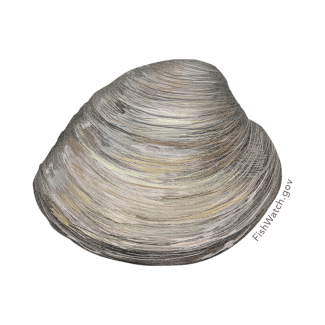 Quahog
