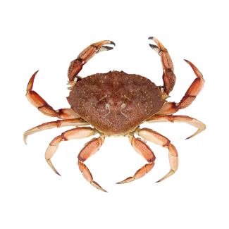 Rock Crab