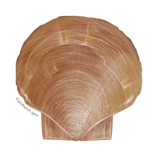 Scallop