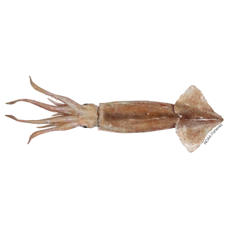 Shortfin Squid