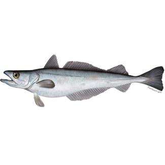 Silver Hake