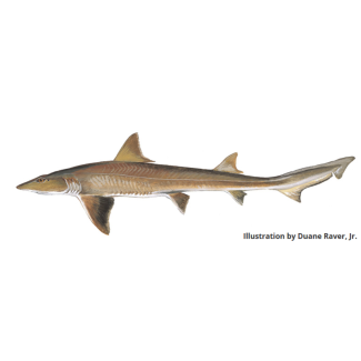 Smooth Dogfish
