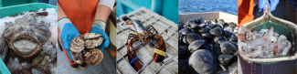 Species Banner