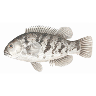 Tautog