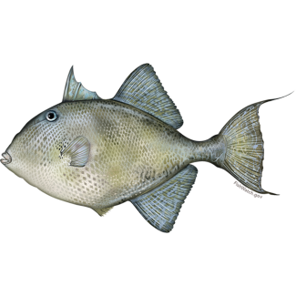 Triggerfish