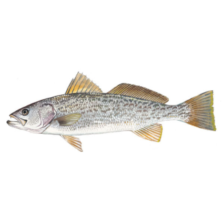 Weakfish