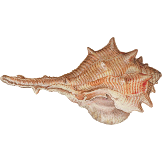 Whelk