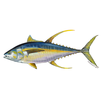 Yellowfin Tuna