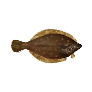 Yellowtail Flounder