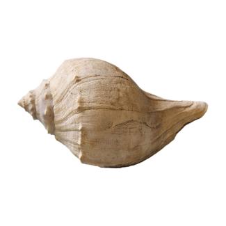 Whelk